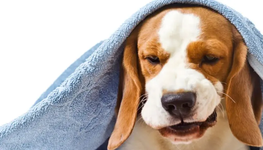 Smutny beagle z kaszlem wstecznym u psa, przykryty niebieskim ręcznikiem, wygląda na chorego i potrzebującego troski.