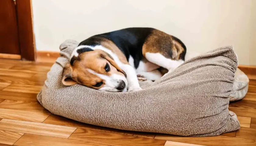 Smutny beagle leży na legowisku, charczy jakby miał coś w gardle.