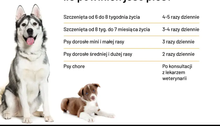 Tabela: ile powinien jeść szczeniak i dorosły pies. Podano zalecenia dla szczeniąt w różnym wieku, psów małych, średnich i dużych ras, a także chorych.