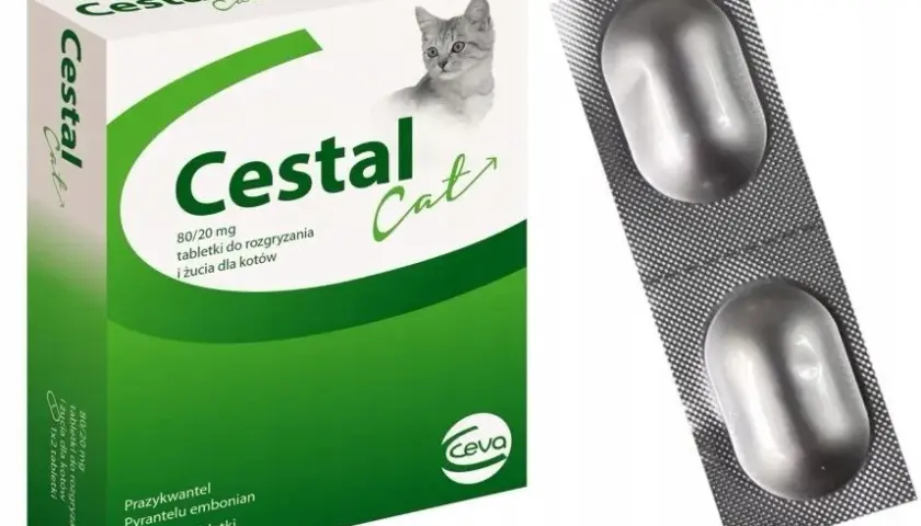 Jak skutecznie odrobaczyć kota - najlepsze metody i preparaty