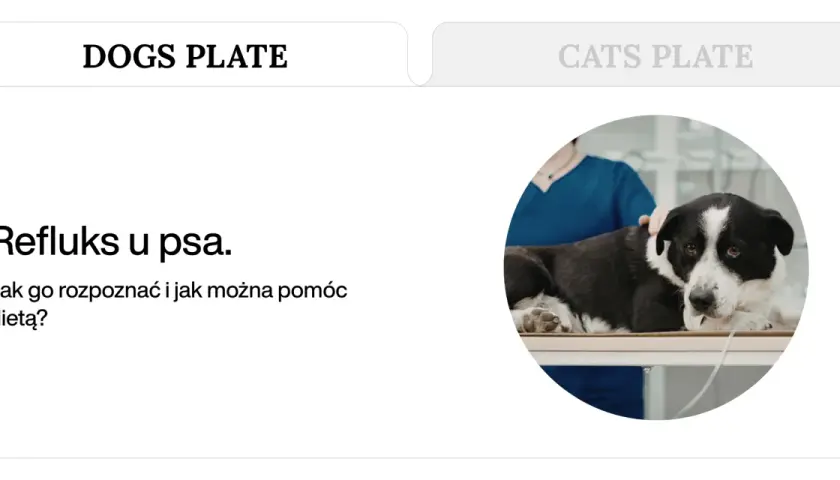 Pies z sondą, weterynarz bada refluks u psa. Objawy i pomoc dietą.