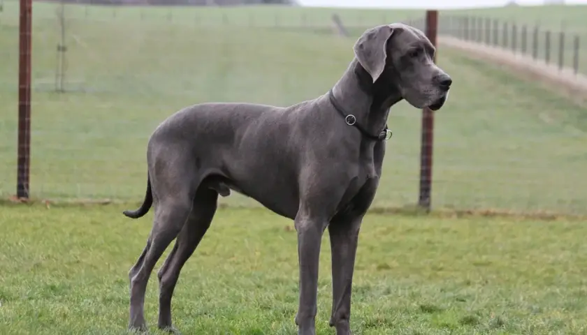Szary dog niemiecki, imponująca waga i sylwetka, stoi na zielonej łące.