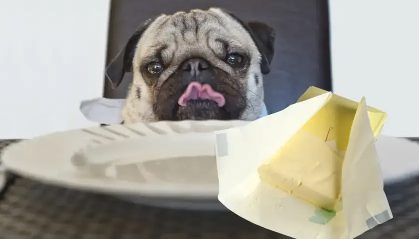 Mops z wyciągniętym językiem patrzy na masło. Czy pies może jeść masło? To pytanie zadaje sobie wielu właścicieli czworonogów.