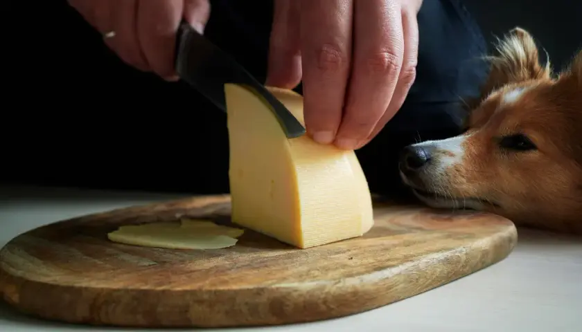 Czy pies może jeść ser camembert? Ryzyka zdrowotne i alternatywy