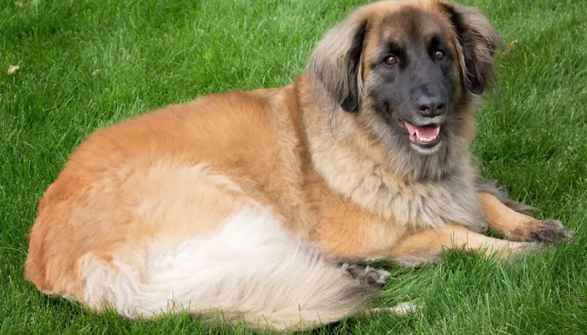 Leonberger o łagodnym usposobieniu leży na trawie, zadowolony i zrelaksowany.