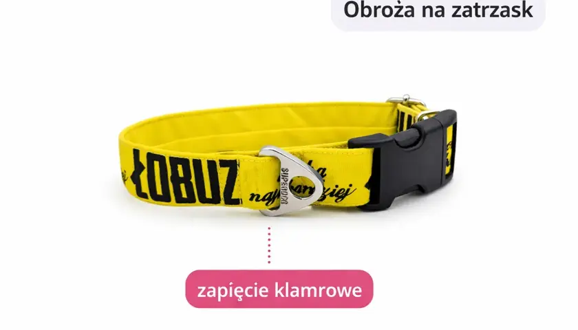 Żółta obroża na zatrzask z napisem "ŁOBUZ najdroższej" - idealna dla cane corso.