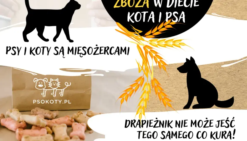 Czy pies może jeść zboże? Dowiedz się, co jest bezpieczne dla psa