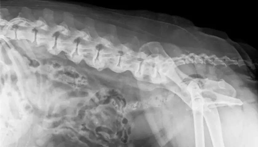 RTG kręgosłupa psa z widocznymi zmianami zwyrodnieniowymi, wskazującymi na spondylozę. Widoczne są zrosty międzykręgowe.