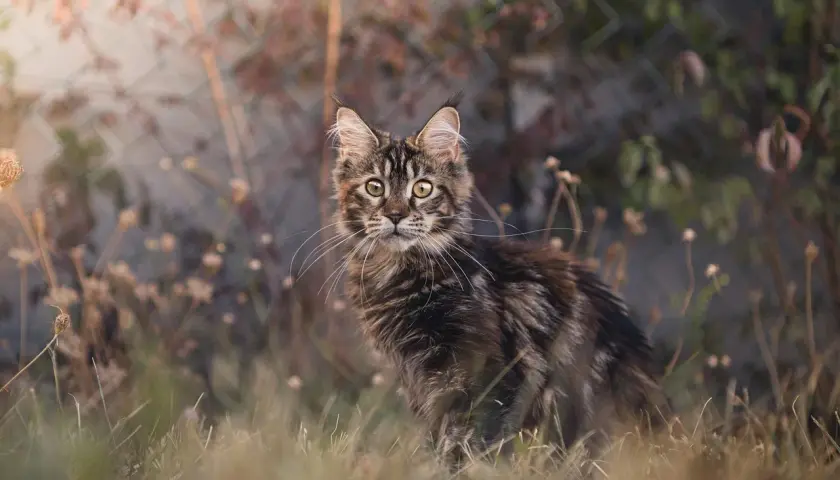 Młody kot rasy Maine Coon, ciekawski i piękny, siedzi w trawie. Ile żyje maine coon? Długo, jeśli jest kochany!