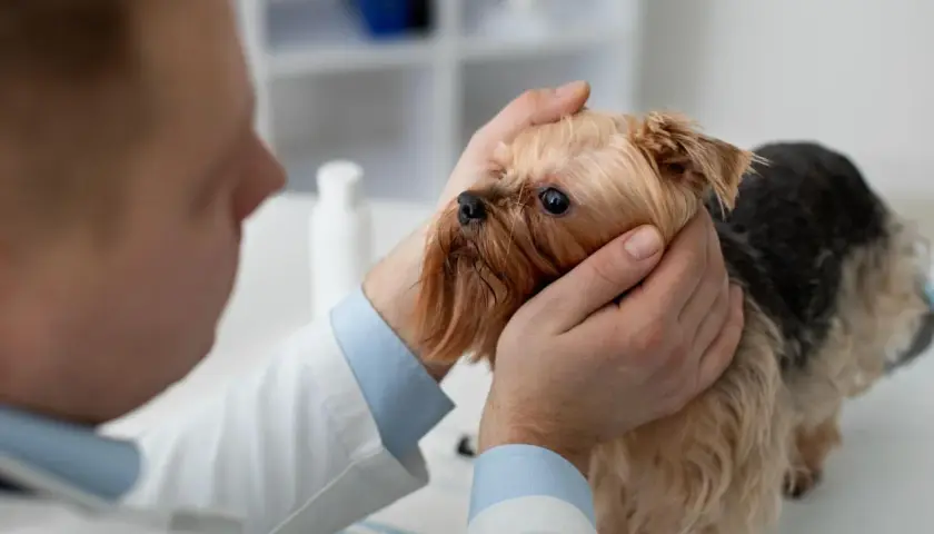 Wet nose and sad eyes of a Yorkshire Terrier during a vet visit for a cold. Wet nose and sad eyes of a Yorkshire Terrier during a vet visit for a cold.