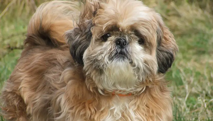 Uroczy piesek rasy Shih Tzu, jedna z wielu odmian tej rasy, z puszystą sierścią w odcieniach brązu i bieli, na tle zielonej trawy.