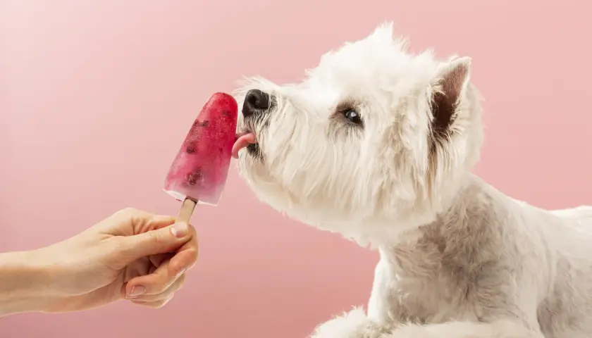 Czy pies może jeść lody śmietankowe? Sprawdź, co może mu zaszkodzić