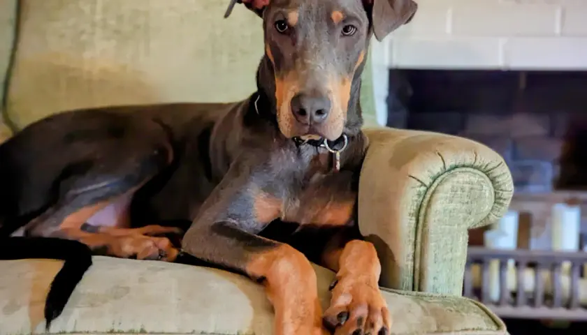 Elegancki doberman niebieski z rudymi znaczeniami leży na kanapie, wpatrując się w obiektyw.