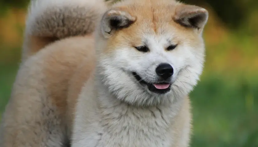 Uroczy akita inu z charakterystycznym uśmiechem, z językiem na wierzchu. Jego futro jest gęste i puszyste, a ogon zakręcony nad grzbietem.