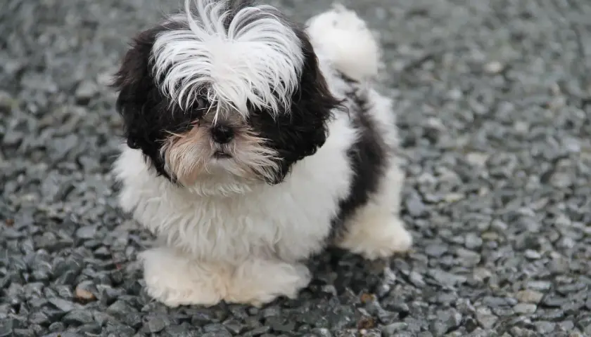 Szczenię Shih Tzu w czarno-białe łaty, stojące na żwirze.