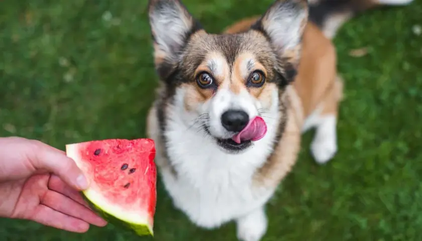 Corgi z językiem na wierzchu patrzy na kawałek arbuza, zastanawiając się, czy pies może jeść arbuza.