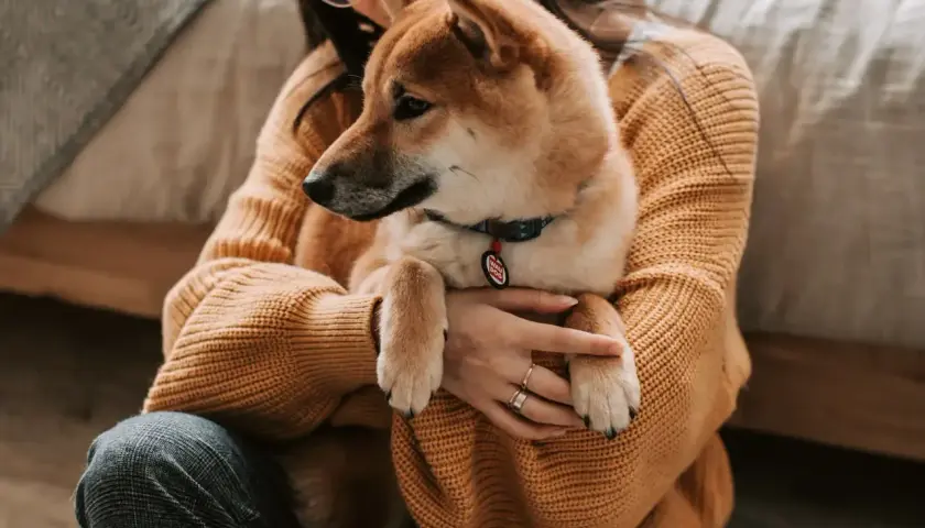 Dziewczyna tuli swojego psa rasy Shiba Inu. Zastanawiasz się, czy pies może jeść ryż? Ten uroczy piesek na pewno by go zjadł!