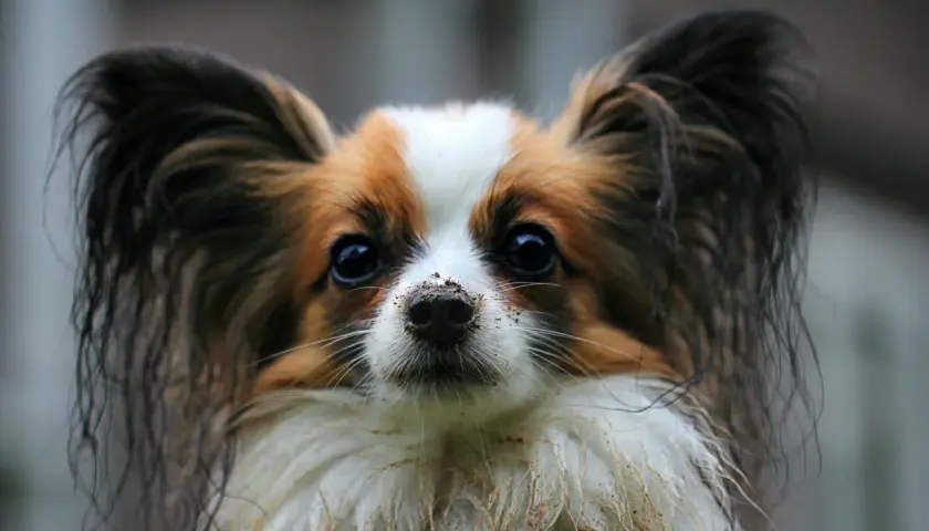 Uroczy papillon z brudnym nosem po zabawie. Zastanawiasz się, ile kosztuje papillon?