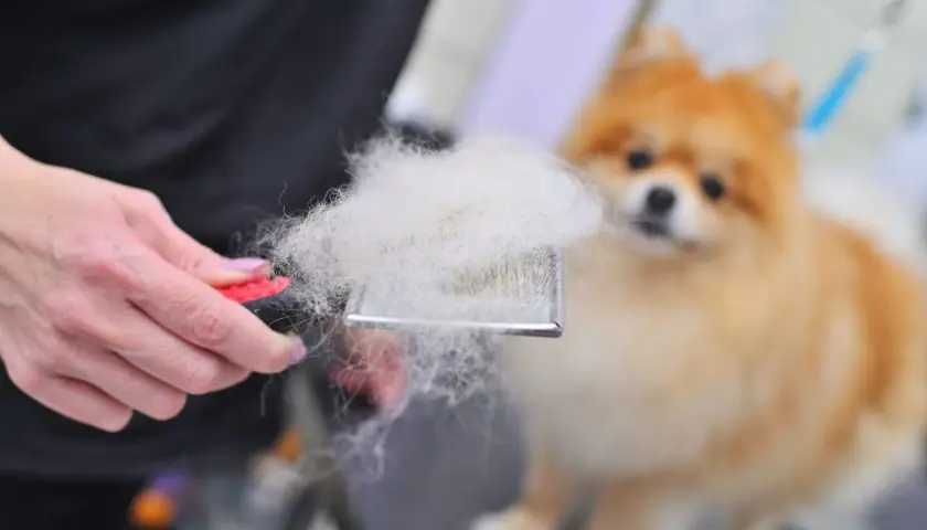 Szczotka pełna białego podszerstka, obok rozmyty pomeranian.