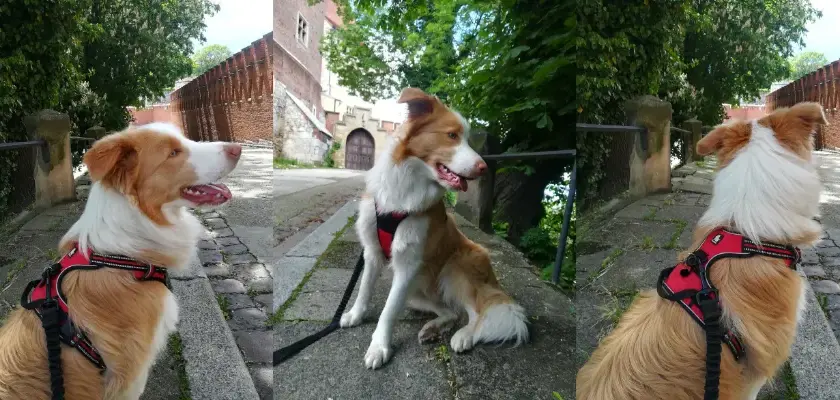 Jaka obroża dla border collie? Wybierz idealną dla swojego psa