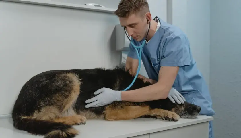Weterynarz bada psa z twardym brzuchem. Lekarz osłuchuje pacjenta stetoskopem, delikatnie dotykając jego boku.