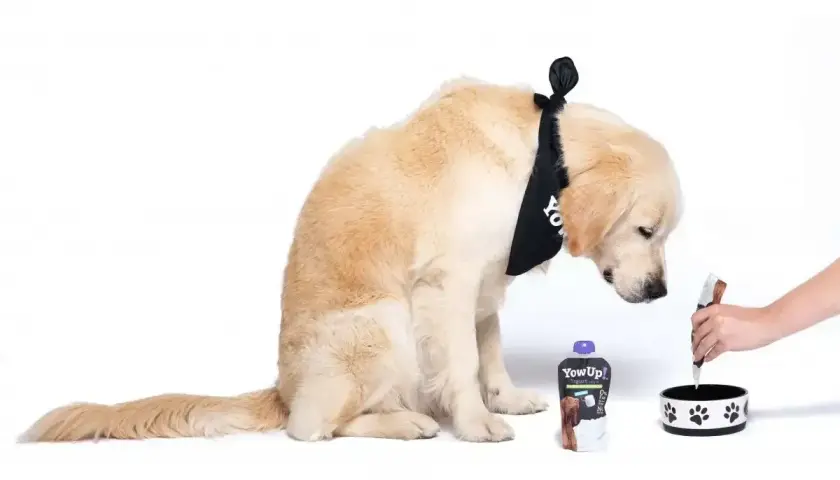 Złoty retriever w bandanie z napisem "YowUp!" zastanawia się, czy pies może jeść jogurt naturalny. Obok leży opakowanie jogurtu i miska.