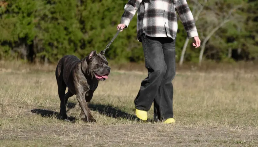 Mocny cane corso z człowiekiem na spacerze po łące.
