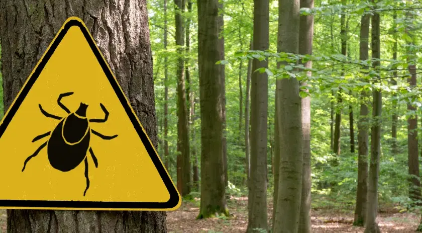 Czy kleszcz boli? Prawda o ukąszeniach i co czuć po nich