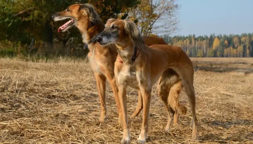 Dwa charty perskie, czyli ogary, stoją na słomianym polu.