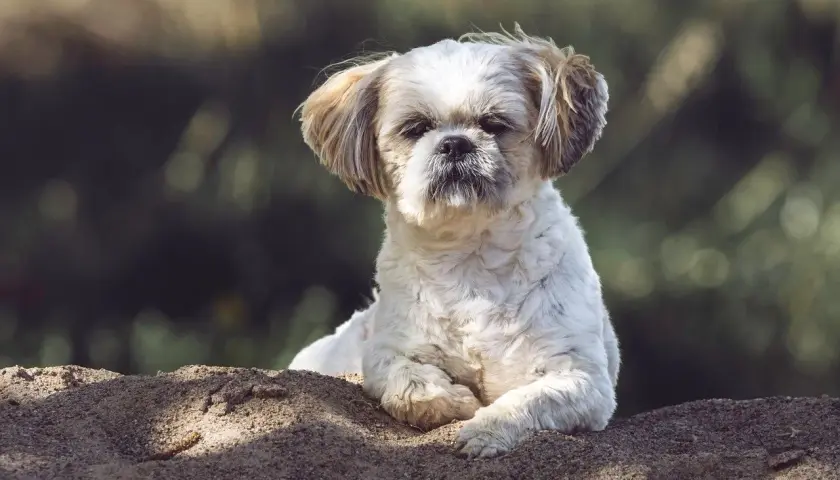 Słodki piesek Shih Tzu leży na ziemi. Zastanawiasz się, czy pies może jeść kapustę kiszoną?