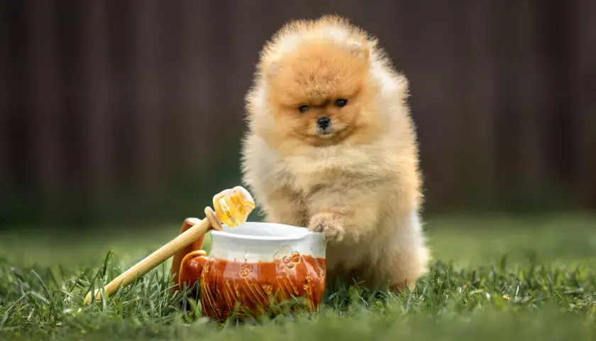 Pomeranian szczeniak ciekawie patrzy na miód. Czy pies może jeść miód? To pytanie nurtuje wielu właścicieli czworonogów.
