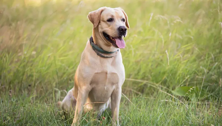 Uśmiechnięty labrador w trawie. Szukasz informacji o labrador cena?
