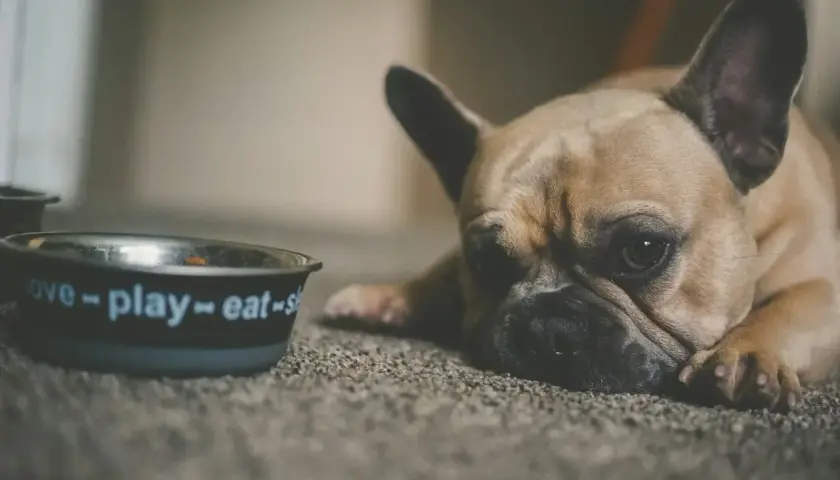 Smutny buldog francuski leży obok miski z napisem "love-play-eat". Może potrzebuje smecta dla psa, by poczuć się lepiej.
