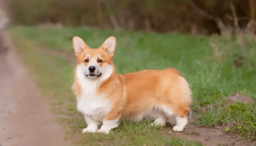 Uroczy corgi miniaturka z rudym futerkiem stoi na ścieżce wśród zielonej trawy.