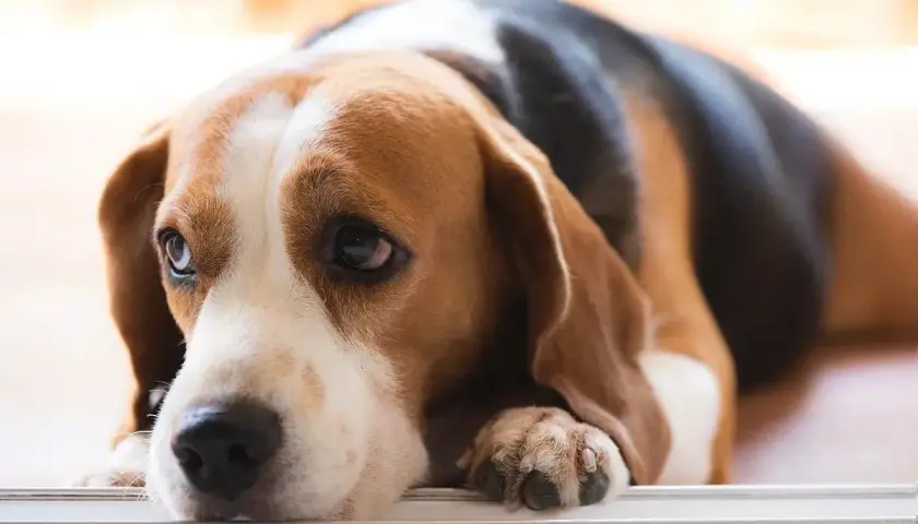 Smutny beagle leży, jego oczy wyrażają cierpienie. Może to być objaw zapalenia trzustki u psa, które wymaga troski i leczenia.