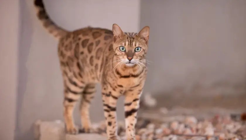 Piękny kot bengalski o zielonych oczach i cętkowanym futrze. Zastanawiasz się, ile kosztuje kot bengalski?