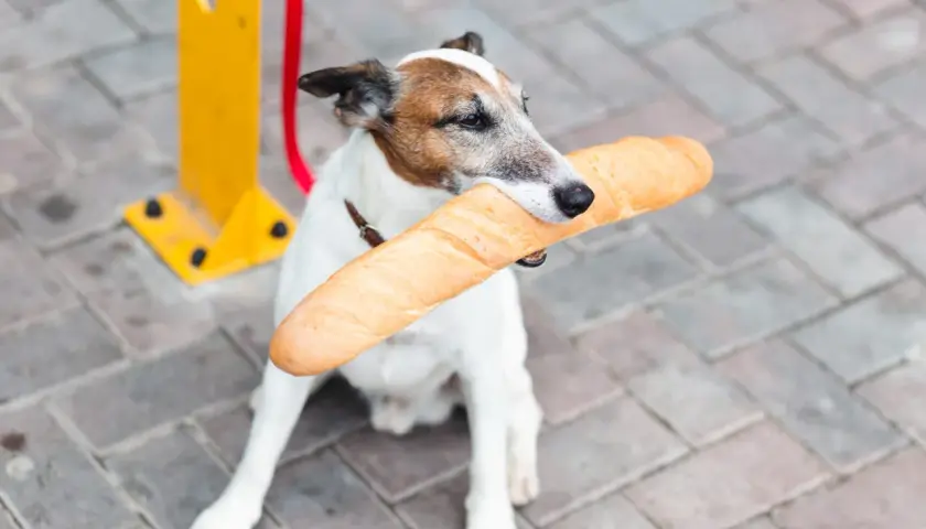 Piesek z bagietką w pysku. Czy pies może jeść chleb? Ten łakomczuch chyba tak!