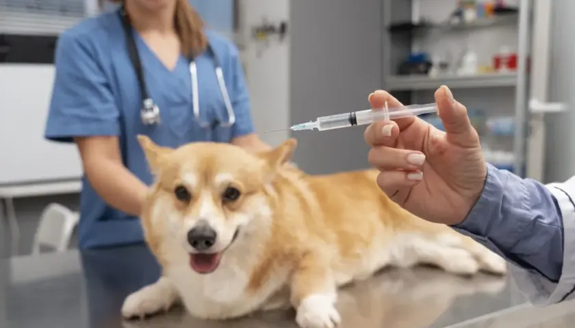 Weterynarz podaje zastrzyk corgiemu. To ważne szczepienia zwierząt, które zapewniają zdrowie i bezpieczeństwo pupila.