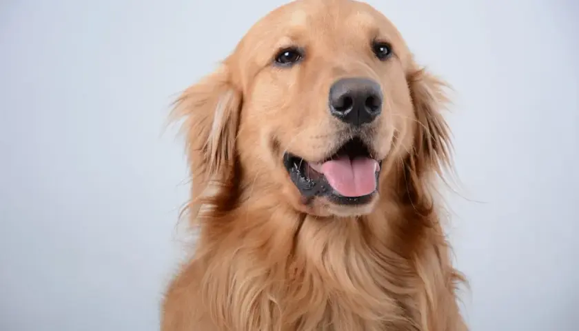 Jaka karma dla Golden Retrievera będzie najlepsza?