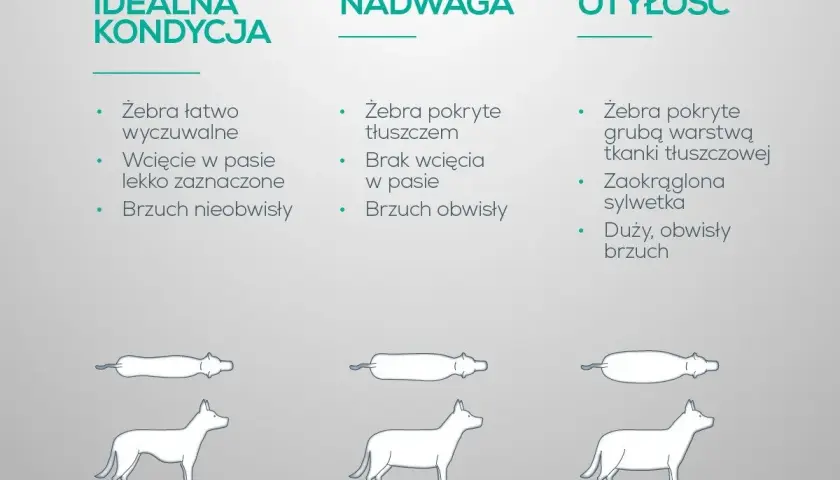 Jak odchudzić psa? Porównanie idealnej kondycji, nadwagi i otyłości u psów.