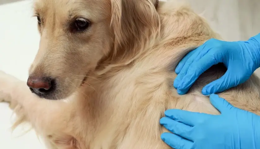 Weterynarz bada łagodnego golden retrievera, wyczuwając pod sierścią tłuszczaka.