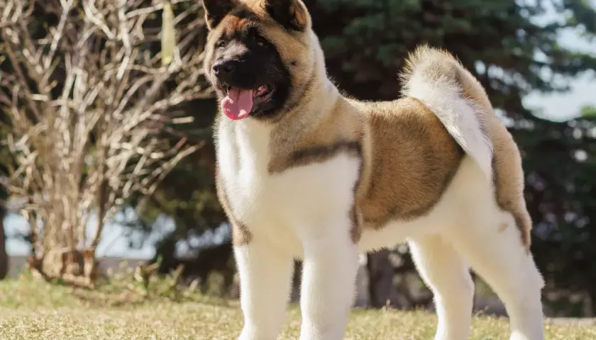 Piękny akita amerykańska, szukający domu. Sprawdź akita amerykańska cena i znajdź swojego idealnego towarzysza.