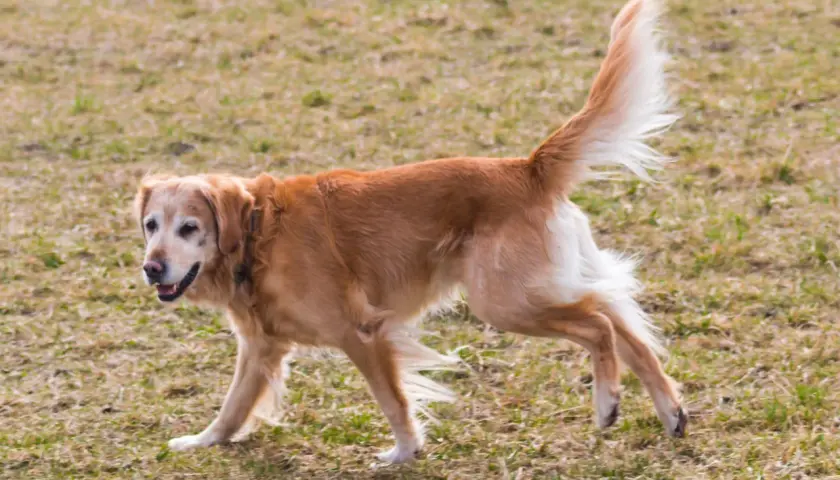 Złoty retriever z dysplazją u psa, poruszający się po trawiastym terenie.