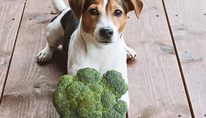 Jack Russell z zaciekawieniem patrzy na brokuły. Czy pies może jeść brokuły? Ten psiak wydaje się być gotowy do degustacji.