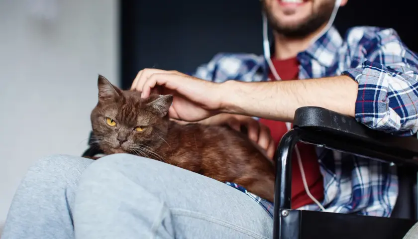 Uśmiechnięty mężczyzna na wózku głaszcze kota. To piękny przykład felinoterapii, która przynosi radość i ukojenie.