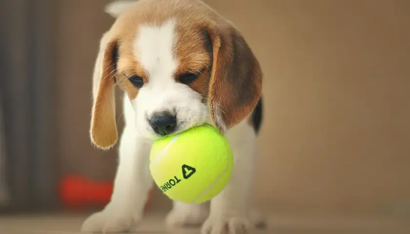 Uroczy beagle miniaturka z piłeczką tenisową w pyszczku.