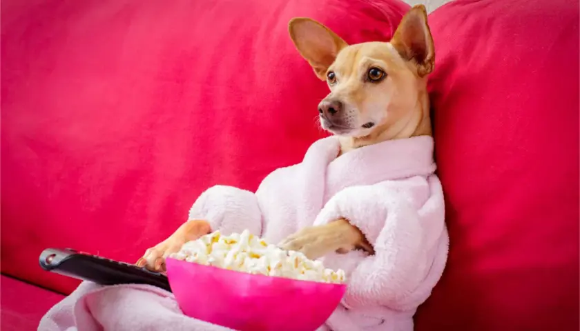 Pies w szlafroku z pilotem i miską popcornu zastanawia się, czy pies może jeść popcorn.
