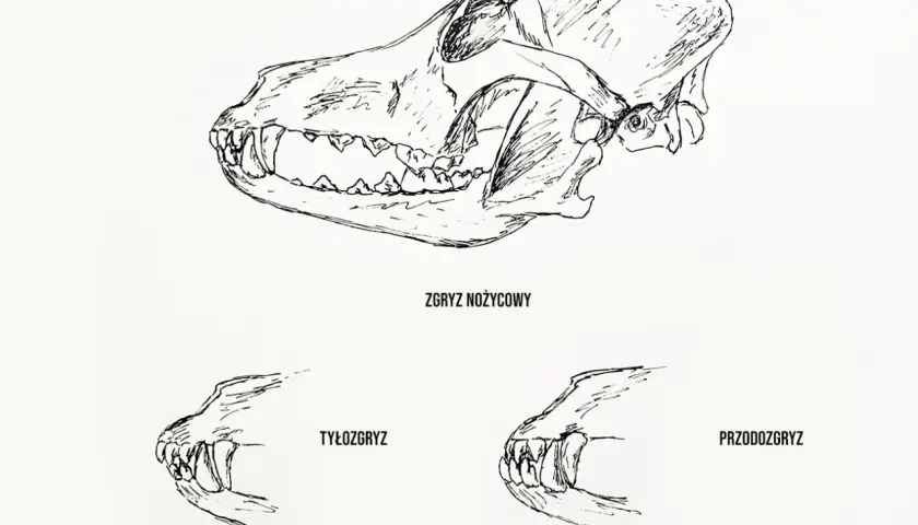 Ilustracja przedstawia czaszkę psa z różnymi zgryzami: nożycowym, tyłozgryzem i przodozgryzem.