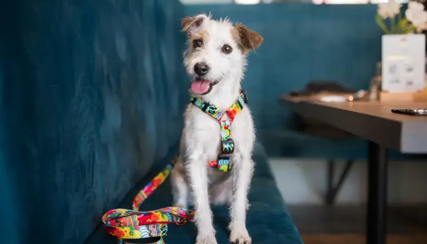 Szelki czy obroża dla Jack Russell Terriera - co zapewnia lepsze bezpieczeństwo?
