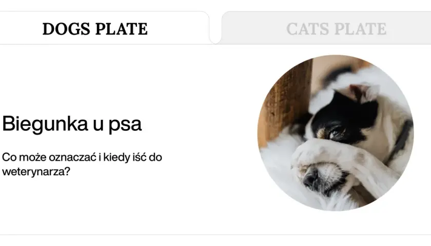 Biegunka u psa? Domowe sposoby i kiedy szukać pomocy weterynarza. Piesek wygląda na chorego, zasłaniając oczy łapką.